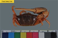 藏品(北方丑招潮蟹)的圖片